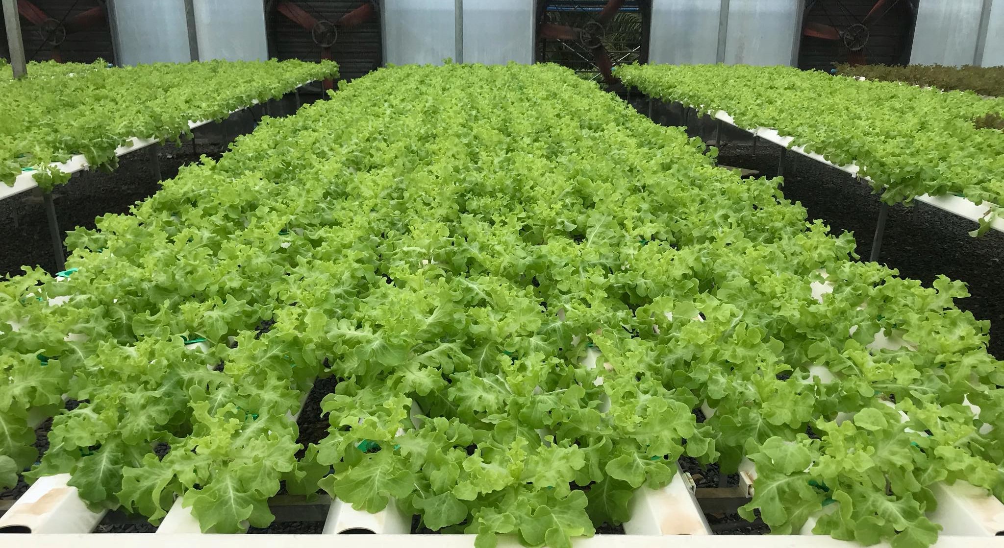 ผักสลัด